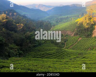 Splendida vista sulle lussureggianti tenute di tè verde di Munnar in Kerala, India, mentre il sole sorge appena sopra l'orizzonte. Foto Stock