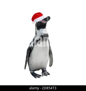 Simpatico pinguino a lunghezza intera in cappello rosso di babbo natale isolato su bianco. Pinguino africano primo piano. Animali selvatici Foto Stock