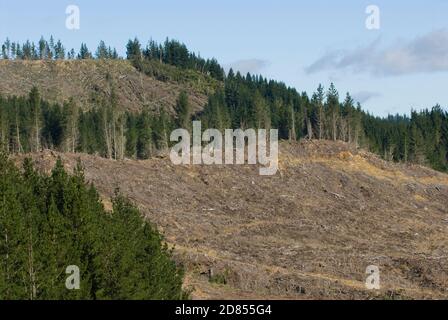 Conservazione e ricerca di kiwi bruno in piantagione di alberi commerciali, Foresta di Waimarino, Isola del Nord, Nuova Zelanda. Foresta commerciale sgusciata Foto Stock