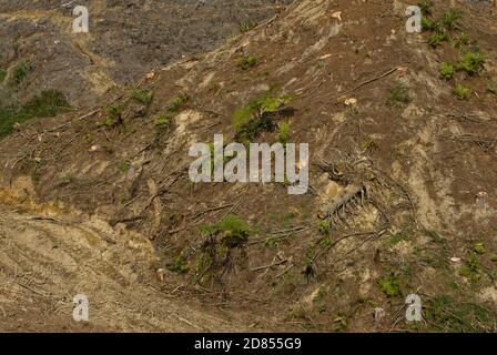 Conservazione e ricerca di kiwi bruno in piantagione di alberi commerciali, Foresta di Waimarino, Isola del Nord, Nuova Zelanda. Foresta commerciale sgusciata Foto Stock