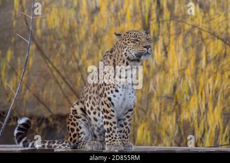 Il leopardo selvaggio è seduto su uno sfondo di splendidi alberi gialli. Panthera pardus. Animali nella fauna selvatica. Foto Stock