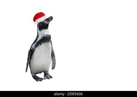 Simpatico pinguino a lunghezza intera in cappello rosso di babbo natale isolato su bianco. Pinguino africano primo piano. Banner con spazio per la copia Foto Stock