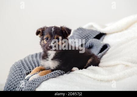 Cucciolo di un terrier giocattolo sdraiato su una coperta sul letto. Il cane si trova sul divano a casa e guarda la macchina fotografica. Ritratto carino giovane cane nero che riposa da solo in accogliente Foto Stock