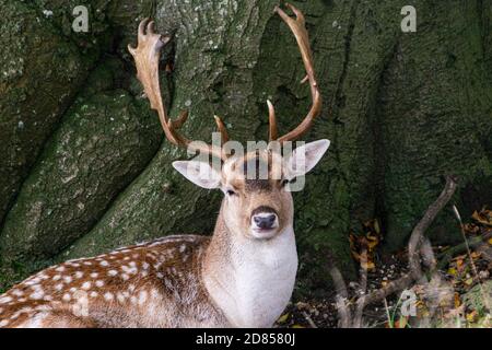 Un cervo maledetto (Dama dama) seduto accanto ad un albero Foto Stock