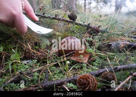 Trovare e tagliare una Bolete baia - boleros badius con coltello mentre foraging per i funghi nella Foresta Nuova durante l'autunno, Hampshire, Regno Unito Foto Stock