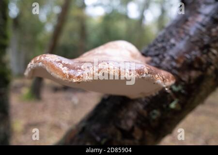 Polipo di betulla - pipeltoporus betulinus che cresce da un ramo di Birch durante l'autunno nella New Forest, Inghilterra, UK Foto Stock