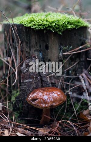 Bay Bolete - funghi badius di boleros che crescono alla base di un ceppo di alberi sormontato di flauna durante l'autunno nella New Forest, Hampshire, Inghilterra, Regno Unito. Foto Stock