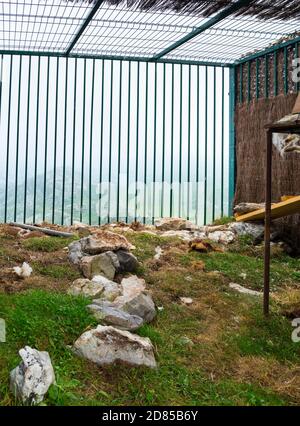 Progetto di reintroduzione del avvoltoio Bearded nelle montagne Cantabriche , Parco Nazionale Picos de Europa, Asturie, Spagna, Europa Foto Stock