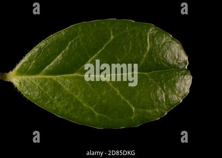 Bacca di bacca (Vaccinium vitis-idaea). Chiusura delle foglie Foto Stock