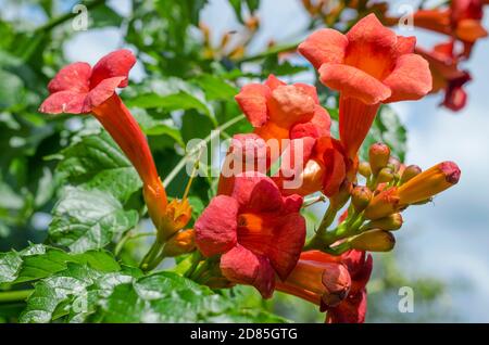 Fiori d'arancio di Campsis arbusto in un giardino all'aperto Foto Stock