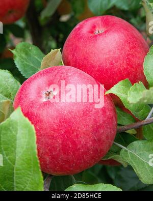 Due mele rosse sull'albero Foto Stock