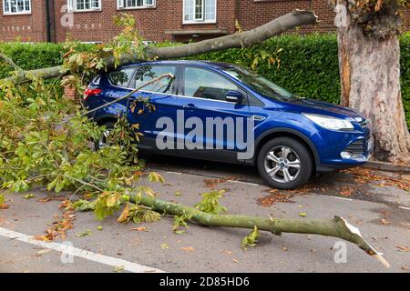 Una macchina parcheggiata è parzialmente schiacciata dal ramo caduto di un albero che è caduto sul suo tetto durante una tempesta estiva che includeva vento alto. Twickenham, Londra. UK (122) Foto Stock