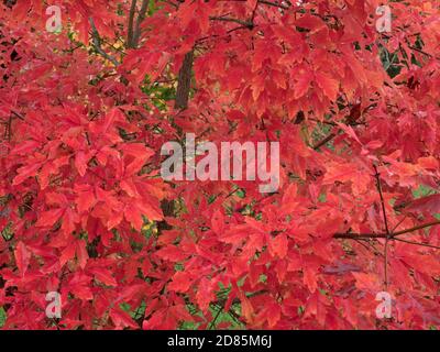 Paperbark Maple, Acer griseum, primo piano di foglie in autunno, Worcestershire, Regno Unito. Foto Stock