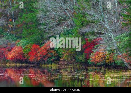 La vegetazione del tardo autunno si estende lungo il litorale del lago Terra promesso presso il parco statale Promised Land, nelle Pocono Mountains della Pennsylvania. Foto Stock
