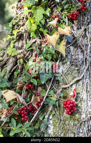 Frutti di Bryony nero e edera su un tronco di albero in Highnam Woods vicino a Bulley, Gloucestershire Regno Unito Foto Stock