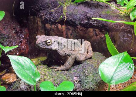 Phrynoidis juxtasper, conosciuto anche come rospo gigante del fiume Borneo, è una specie di rospo della famiglia Bufonidae Foto Stock