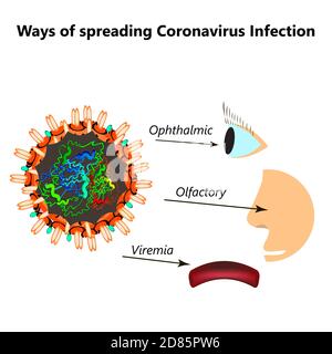 Modi di diffondere l'infezione da coronavirus. Trasmissione olfattiva della covid 19. Coronavirus oftalmico, viremia. Illustrazione vettoriale su isolato Illustrazione Vettoriale