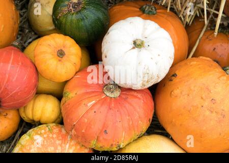 Diverse varietà di zucche in esposizione sulla paglia al momento della raccolta ora Foto Stock