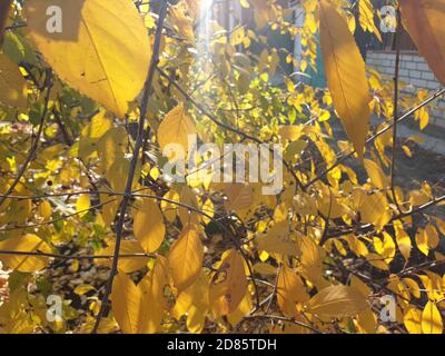 Belle foglie gialle e verdi arrugginite nel vento d'autunno che soffia attraverso il Sunny Park. Le foglie dorate degli alberi, slow motion Foto Stock