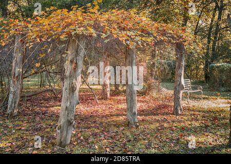 Viti Scuppernong piantate da William Faulkner a Rowan Oak, la casa dell'autore a Oxford, Mississippi, USA. Foto Stock