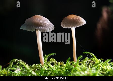 Macro shot di due funghi luminosi, Helmling mycena, che cresce nel muschio su sfondo nero Foto Stock