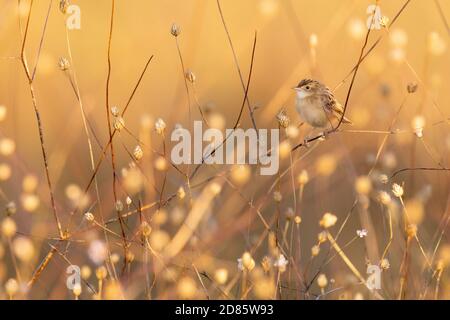 Zitting Cistica (Cistica juncidis), adulto appollaiato su un gambo al tramonto, Campania, Italia Foto Stock