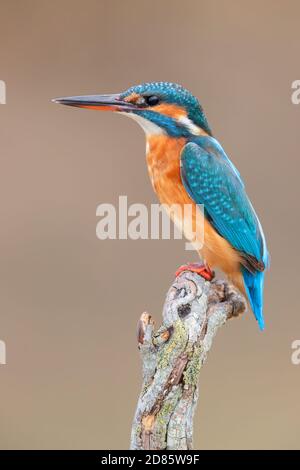 Comune Kingfisher (Alcedo atthis), donna adulta arroccata su un ramo morto, Campania, Italia Foto Stock