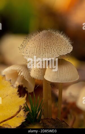 Un Micena sp. toadstool con muffa Bonnet, Spinellus fusier - un fungo che cresce su un altro fungo. Autunno, Inghilterra. Foto Stock