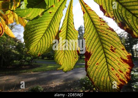 Ayr, Scozia, 07 ottobre 2019 Belleisle Park, Ayr Foto Stock