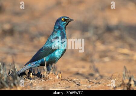 Cape Starling (Lamprotornis nitens), vista laterale di un adulto in piedi a terra, Mpumalanga, Sudafrica Foto Stock