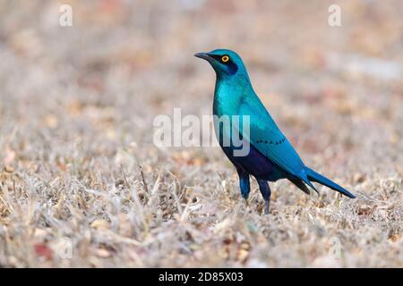 Grande Starling azzurrito (Lamprotornis chalybaeus), adulto in piedi a terra, Mpumalanga, Sudafrica Foto Stock