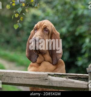 bloodhound che guarda su un cancello Foto Stock