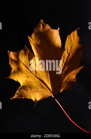 Una vita still di una foglia di acero giallo e gambo su sfondo nero Foto Stock