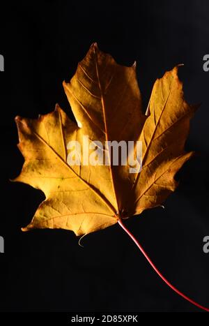 Una vita still di una foglia di acero giallo e gambo su sfondo nero Foto Stock