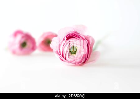 fiori rosa ranunculus isolati su bianco Foto Stock