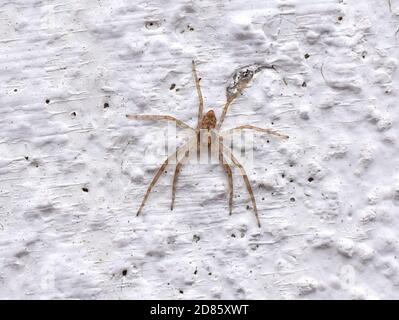 Ragno Philodromus seduto su una parete bianca Foto Stock