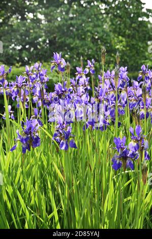 Gruppo di blu Iris siberiano fioritura in un giardino Foto Stock