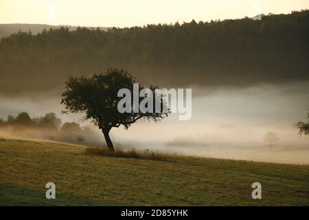 lone albero sul prato con nebbia soleggiata al mattino Foto Stock