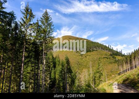 Sentiero montano con pini e spruces ai lati della Valle di Lejowa nel Parco Nazionale dei Monti Tatra in Polonia. Foto Stock