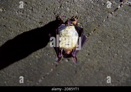 Un pipistrello che dormiva è appeso al soffitto. Ibernazione di animali selvatici durante il sonno. Foto Stock