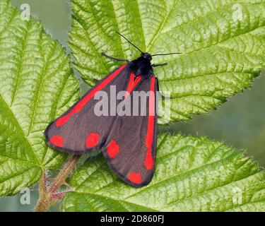 Falena cinabara (Tyria jacobaeae) a riposo con ali aperte. Tipperary, Irlanda Foto Stock