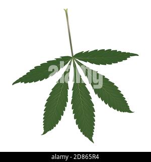 Marijuana, o foglia di Cannabis realistica su sfondo bianco. Illustrazione della pianta sativa isolata su bianco. Medicina di erbe Illustrazione Vettoriale