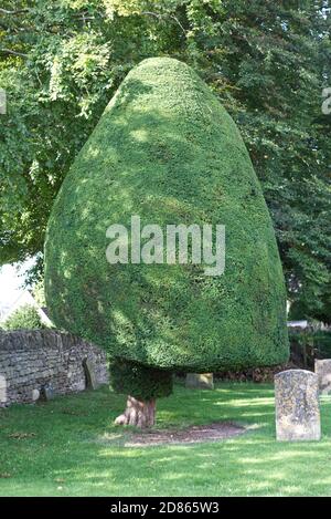 Topiary alberi di Yew della chiesa di St Marys a Painswick, Cotswolds Foto Stock