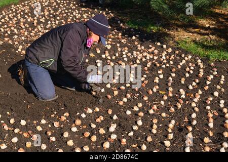 Ottawa, Canada. 27 ottobre 2020. I dipendenti che piantano bulbi di tulipano nel Commissioners Park sulle rive del lago Dow's per il festival annuale della capitale. Durante questa settimana si prevede che pianteranno circa 270,000 lampadine a mano per fiorire il prossimo maggio. Credit: Meanderingemu/Alamy Live News Foto Stock