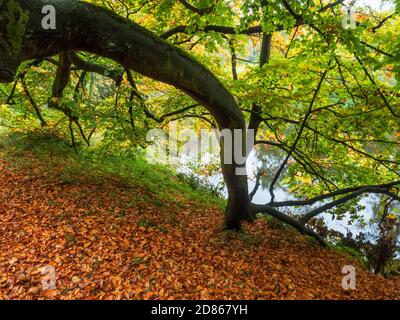 Faggio albero e un tappeto di foglie caduto dal River Nidd Abbey Road in autunno Knaresborough North Yorkshire Yorkshire Inghilterra Foto Stock