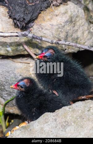 Coppia di pulcini di Moorhen (Gallinula chloropus) sul terreno in primavera nel Sussex occidentale, Inghilterra, Regno Unito. Verticale. Foto Stock