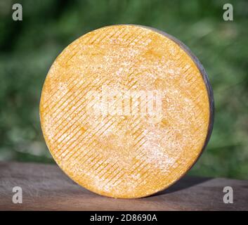 Formaggio artigianale da mucche e capre latte. Testa cilindrica Foto Stock