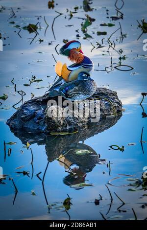 Mandarin Duck, Burnaby Lake Regional Park, Burnaby, British Columbia, Canada Foto Stock