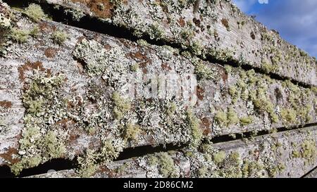 Vecchio muro, Culloden Foto Stock