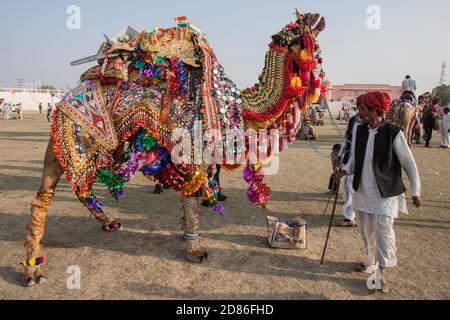 Camel Festival, Bikaner, Rajasthan, India, Asia Foto Stock